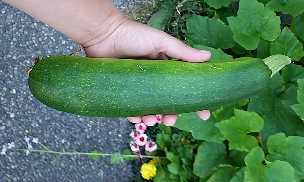 hand holding a medium-large zucchini