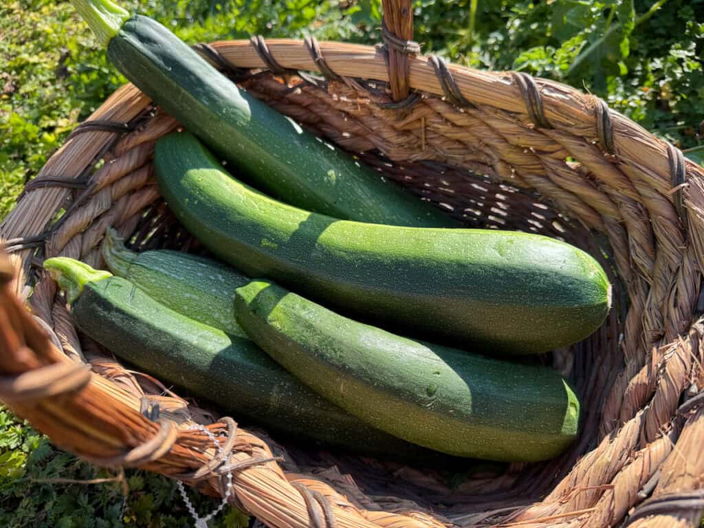 5 green fresh garden zucchini in a wicker basket