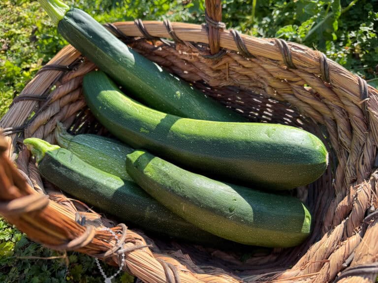 5 green fresh garden zucchini in a wicker basket