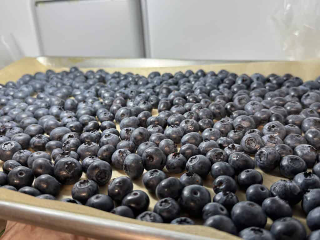 close up of a single layer of blueberries on a parchment lined tray
