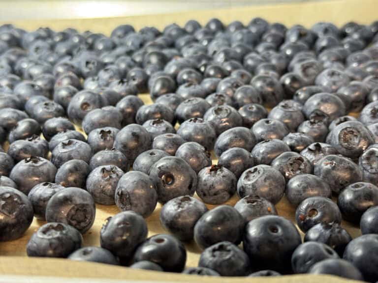 close up of a single layer of blueberries on a parchment lined baking sheet