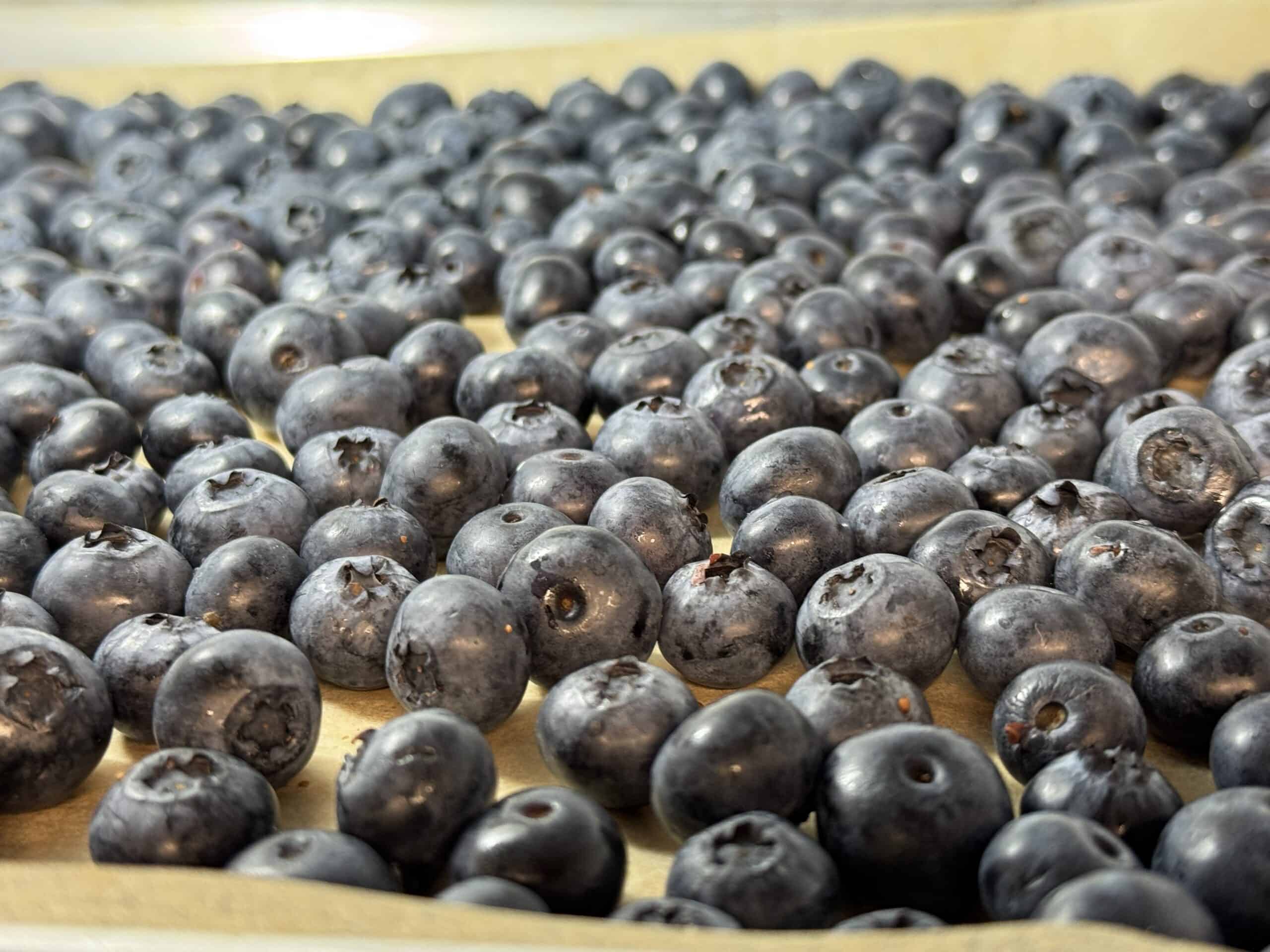 close up of a single layer of blueberries on a parchment lined baking sheet